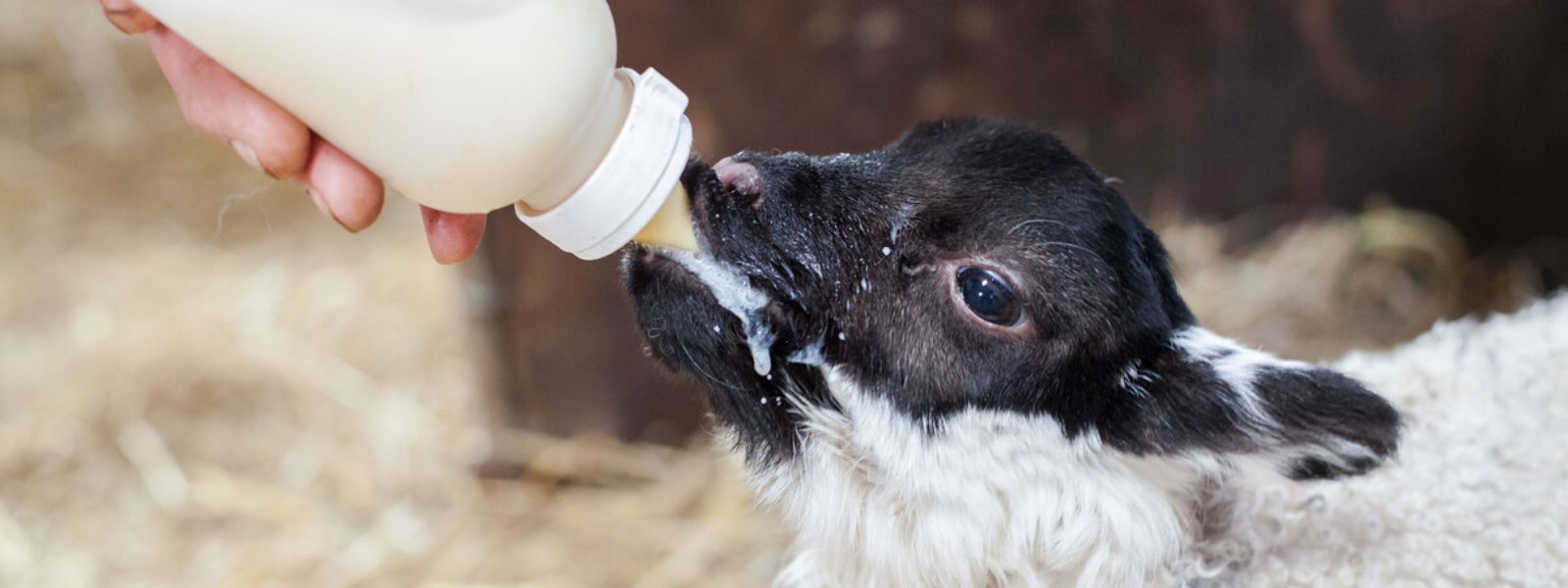Lambing Live on the Isle of Man